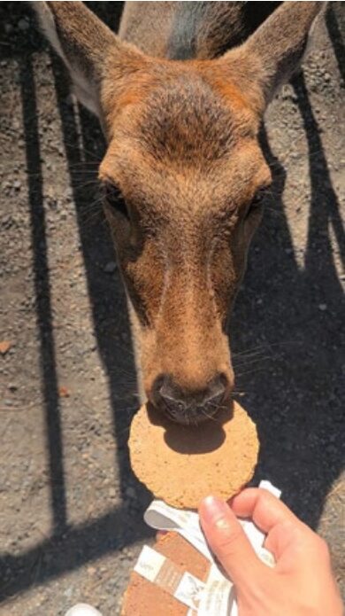 奈良公園に行った時の写真