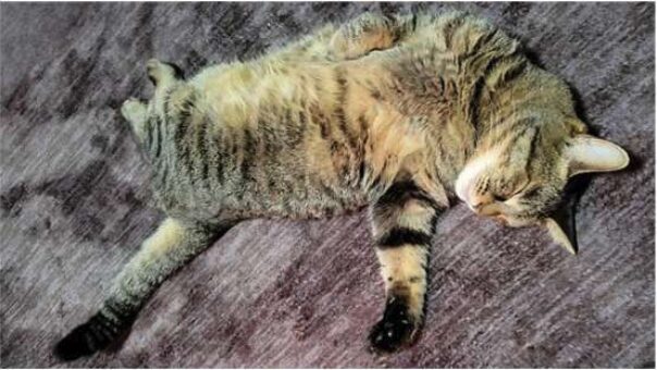 製造部の生野の愛猫